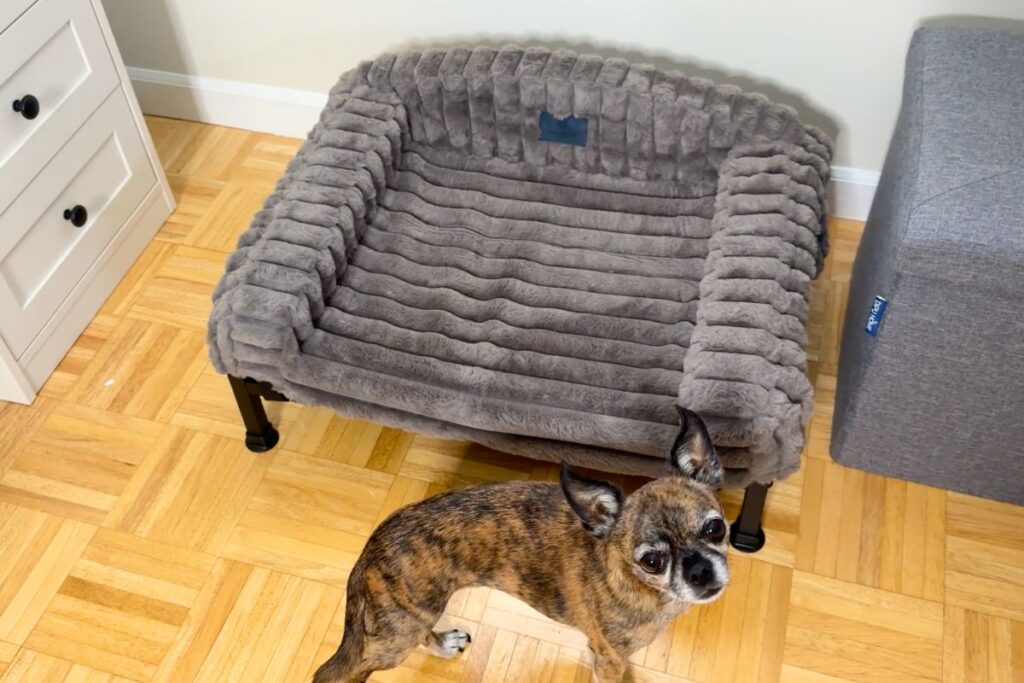 Little dog in front of the dog couch