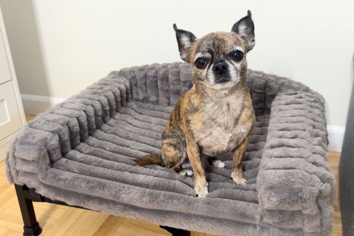 Little Bits sitting on the Veehoo sofa dog bed
