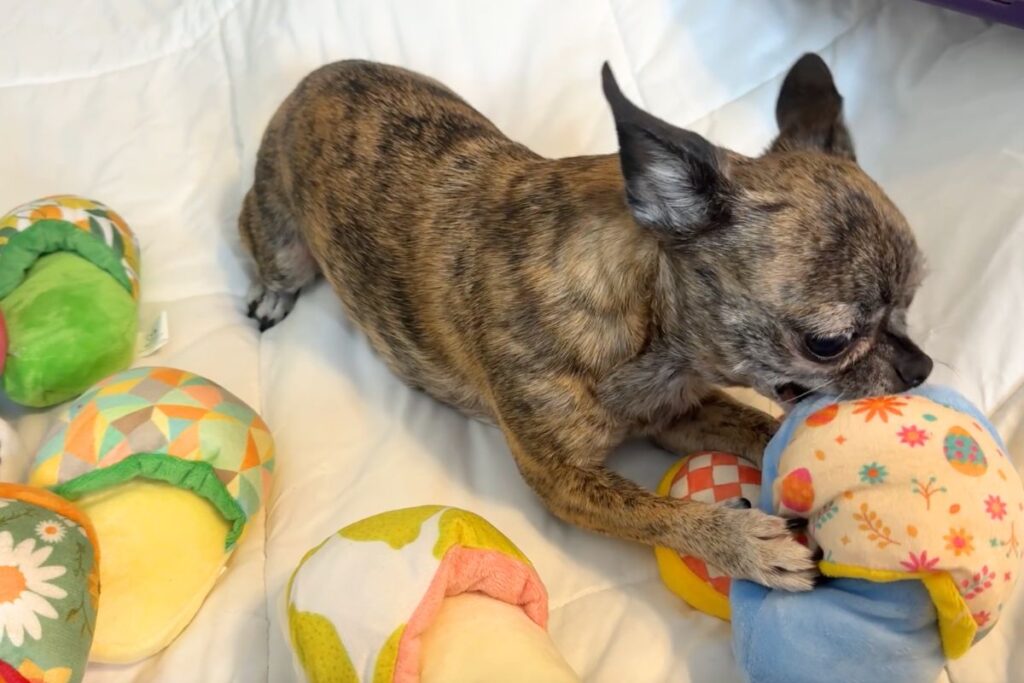 Small dog playing with slipper squeaky toys