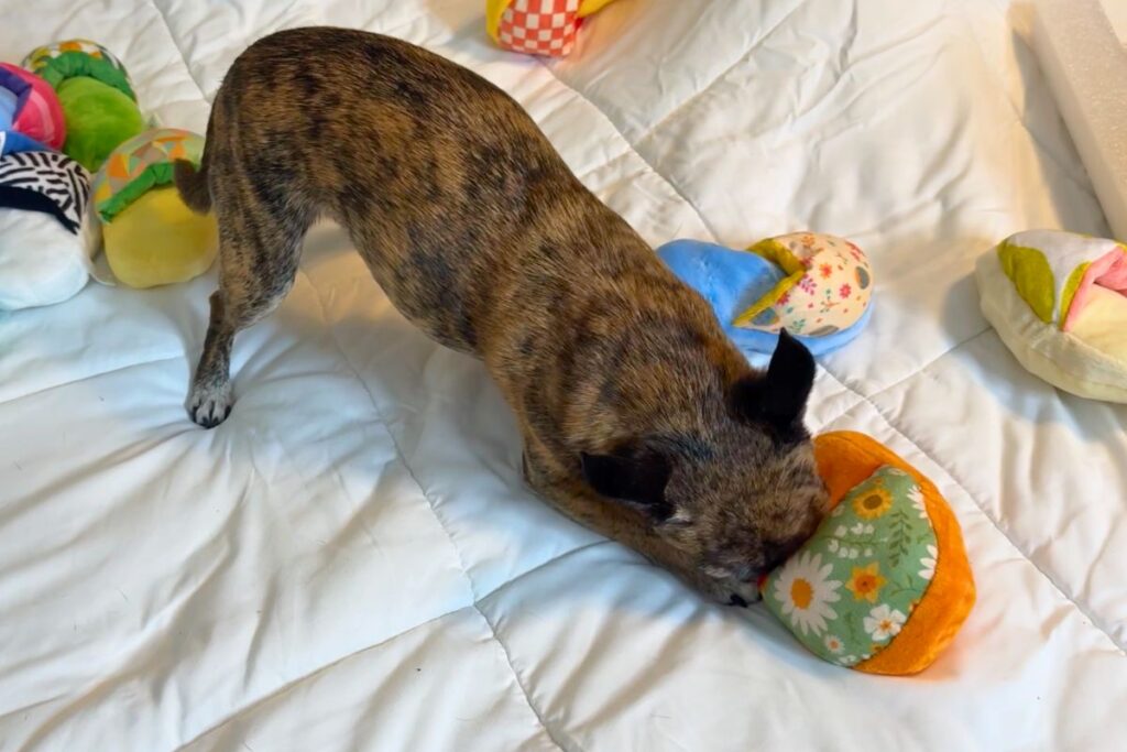 Tiny dog playing with slipper dog toys
