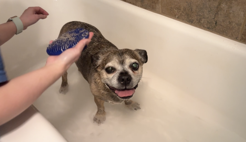 	Small senior pug mix being scrubbed with a blue rubber bath brush in a white tub