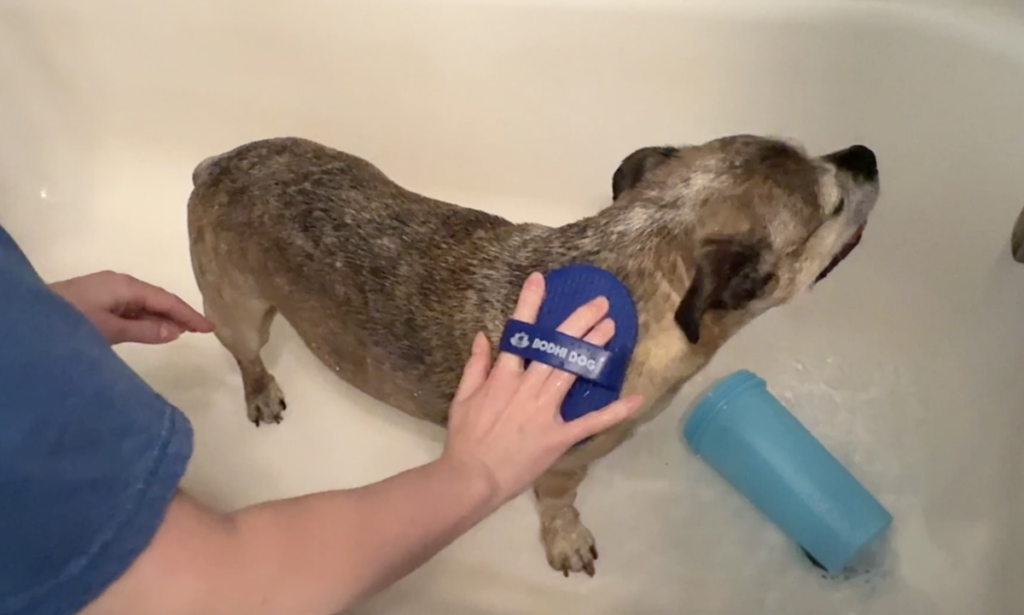Blue rubber bath brush running along the back of a wet pug mix in a bathtub