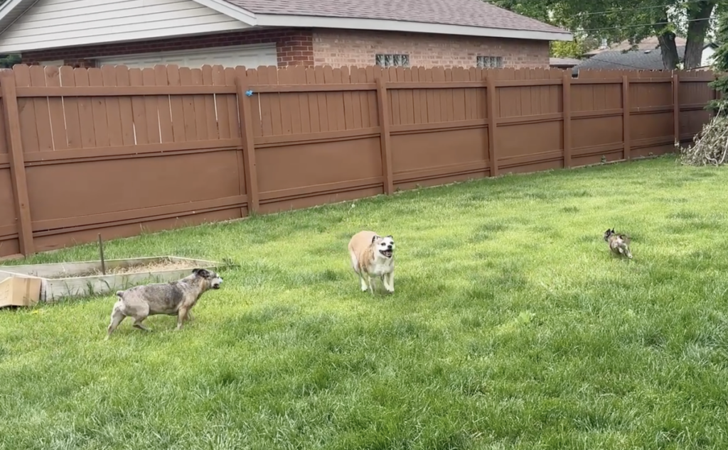 Three dogs of mixed sizes standing on a green lawn in a fenced backyard
