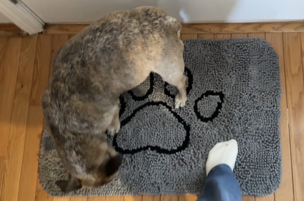 Pets on Jen Tried It