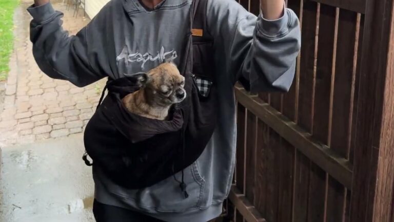 A senior chihuahua riding in a black CUBY dog sling carrier worn across the chest, with both of the wearer's hands free