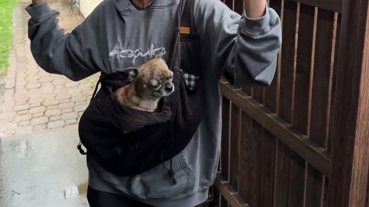 A senior chihuahua riding in a black CUBY dog sling carrier worn across the chest, with both of the wearer's hands free