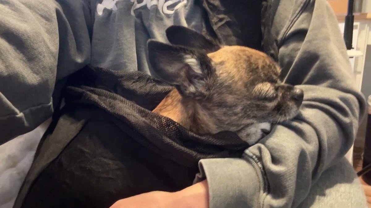 A senior chihuahua resting calmly with eyes half closed inside a black CUBY dog sling with a mesh opening