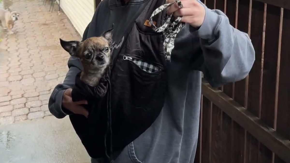 A chihuahua in a black CUBY dog sling beside its zipper pocket with a plaid lining, with a leash being pulled out of the pocket