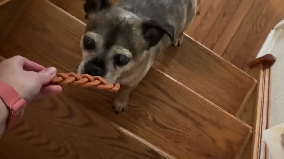A senior chihuahua mix on the stairs taking an iPaw braided turkey stick from Jen's hand
