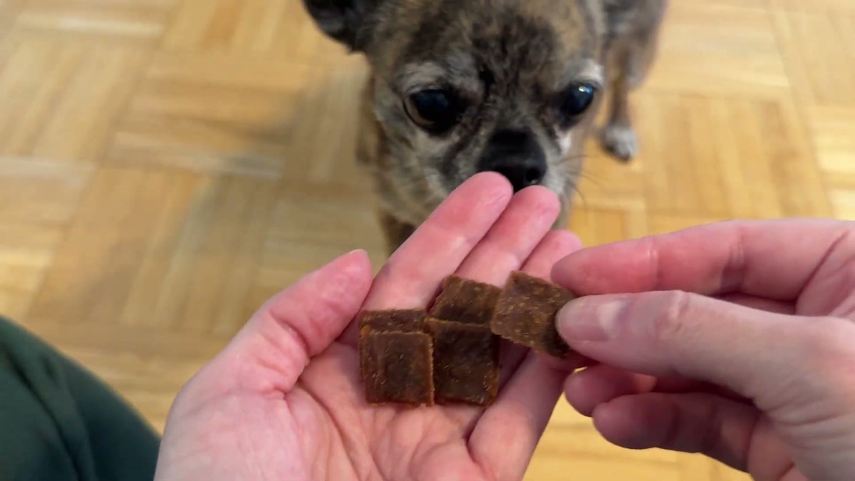 Five square iPaw turkey training treats in an open hand with a small senior dog waiting behind them