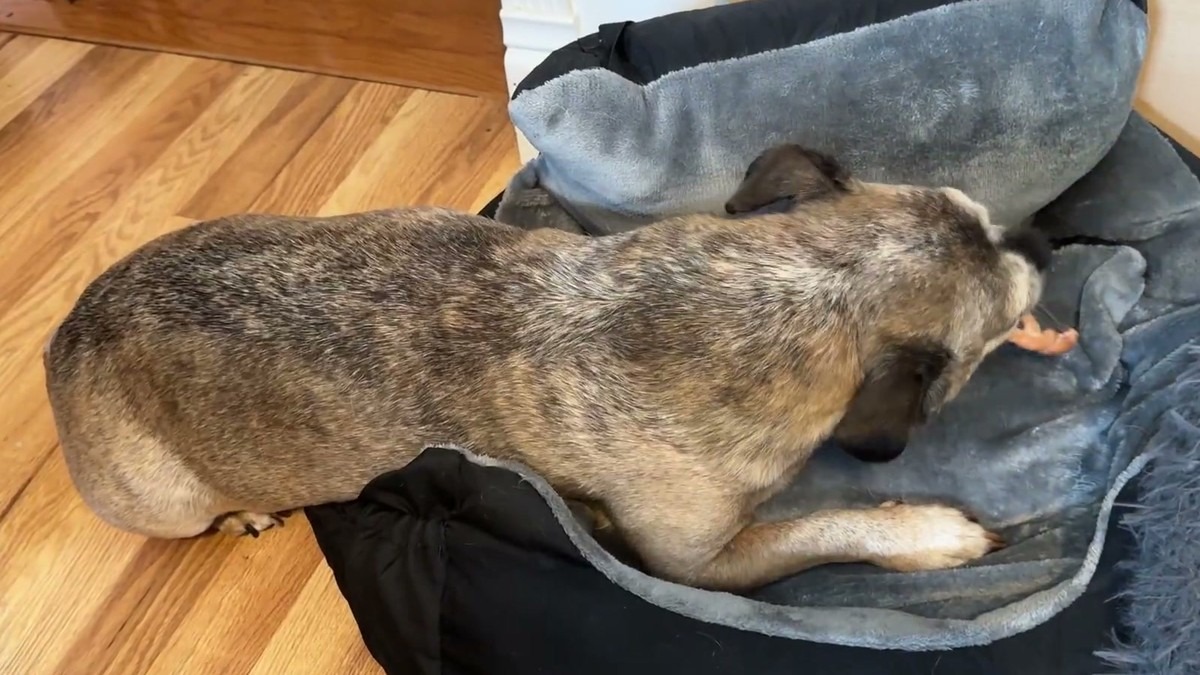 Jen's senior dog settled on a gray bed chewing an iPaw turkey braided stick, orange treat visible at his mouth
