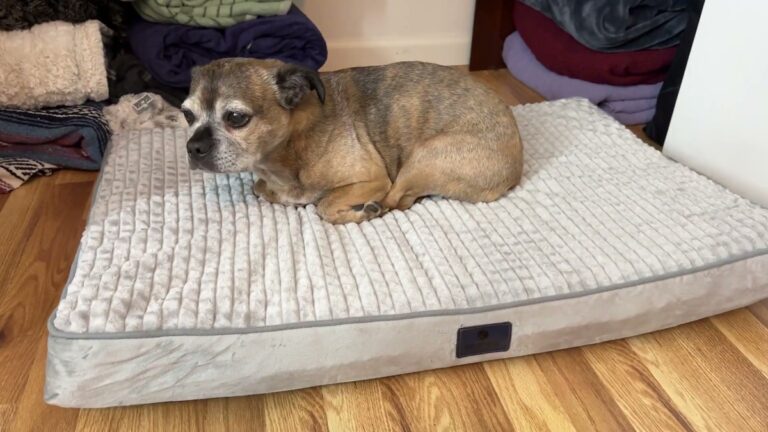 A senior tan dog named the Grump curled up on a light gray Veehoo orthopedic dog bed with a ribbed plush flannel cover on a wood floor