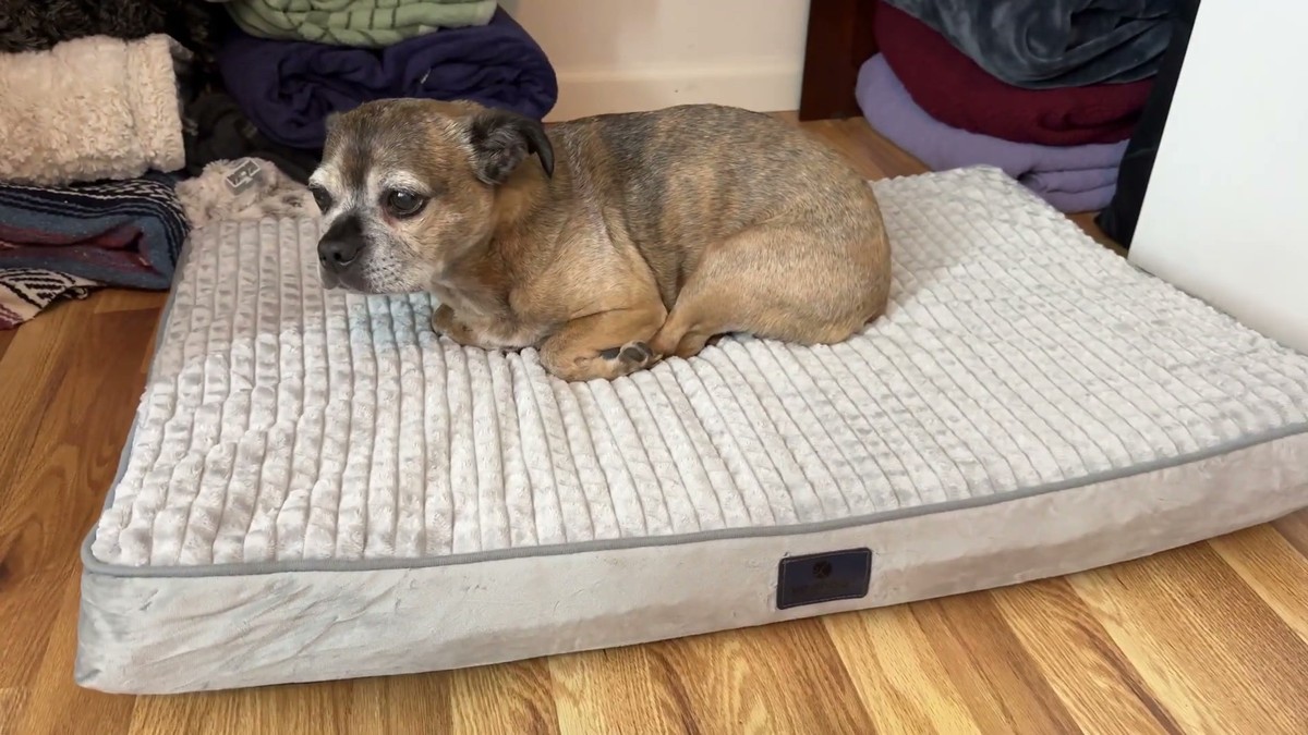 A senior tan dog named the Grump curled up on a light gray Veehoo orthopedic dog bed with a ribbed plush flannel cover on a wood floor