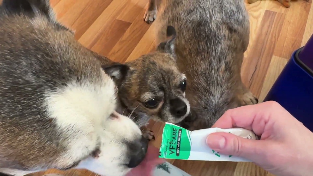 Two small dogs crowding in to lick VFcare BIO paste from a green and white sachet held out on a wood floor