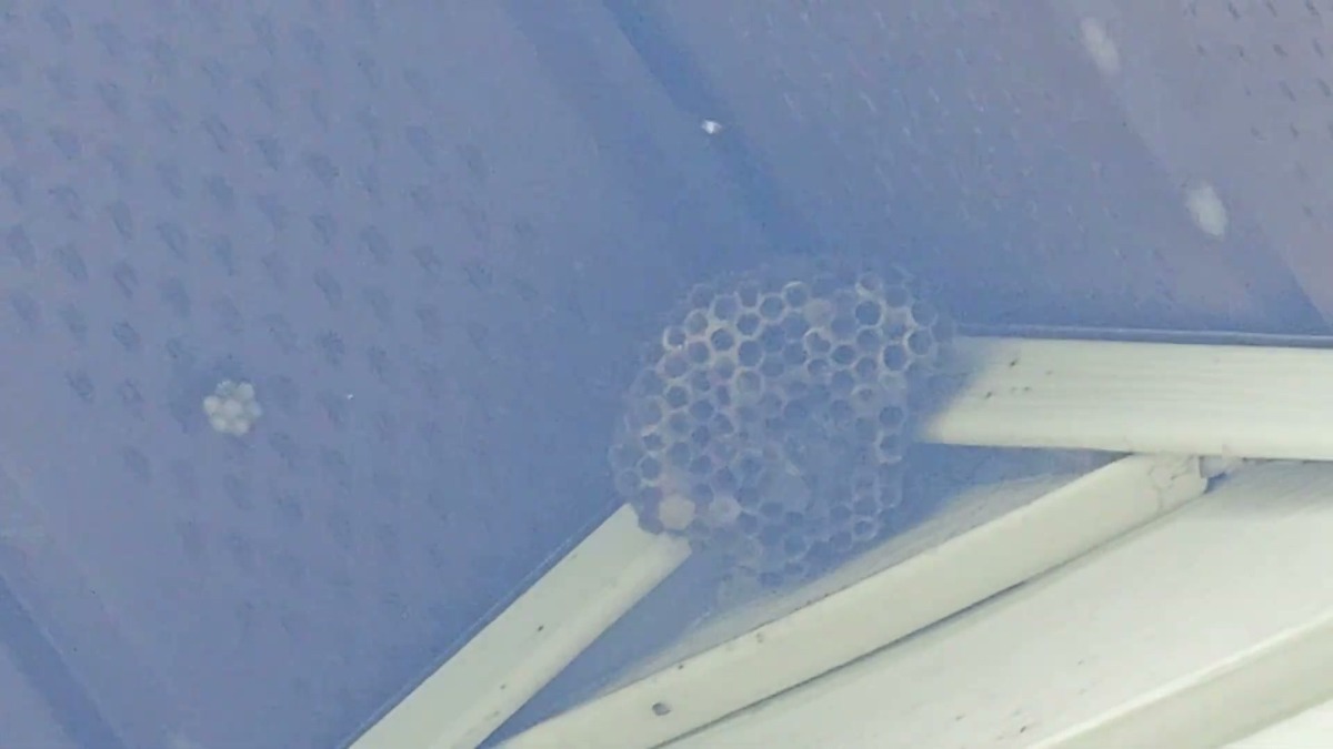 Close-up of a paper wasp nest with exposed cells under a vinyl soffit after being sprayed with Wondercide
