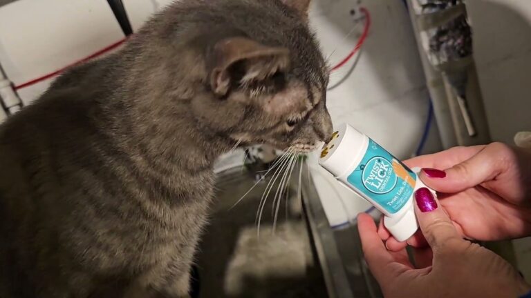 Gray tabby cat licking dental gel off the top of a white and teal Twist + Lick Dental Gel stick held out in a hand