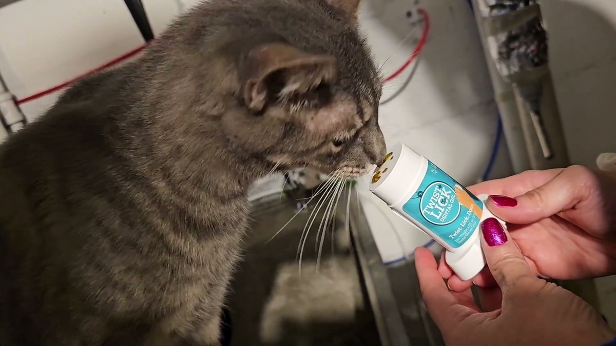 Gray tabby cat licking dental gel off the top of a white and teal Twist + Lick Dental Gel stick held out in a hand